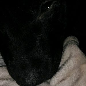 Meet your Posher, Harley